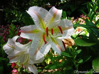 lily with stripes,lily with dots,lily fully open,bloom,flower