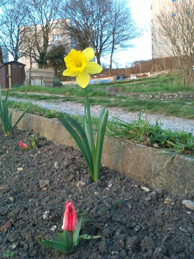 yellow daffodil,one flower,planted flower,