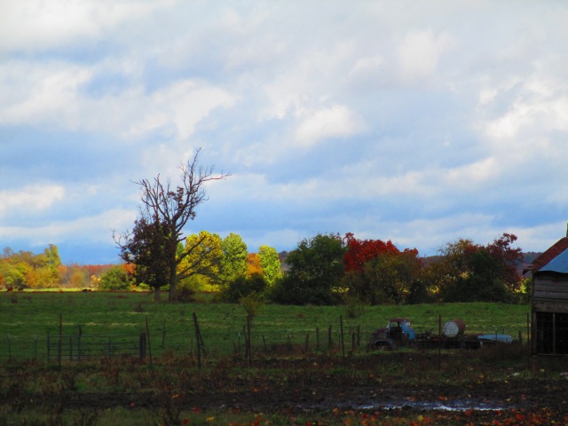 field,farmland,farm,midwest america,autumn,fall,autumn colors,