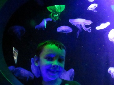 jellyfish in light up tank,clear jellies,